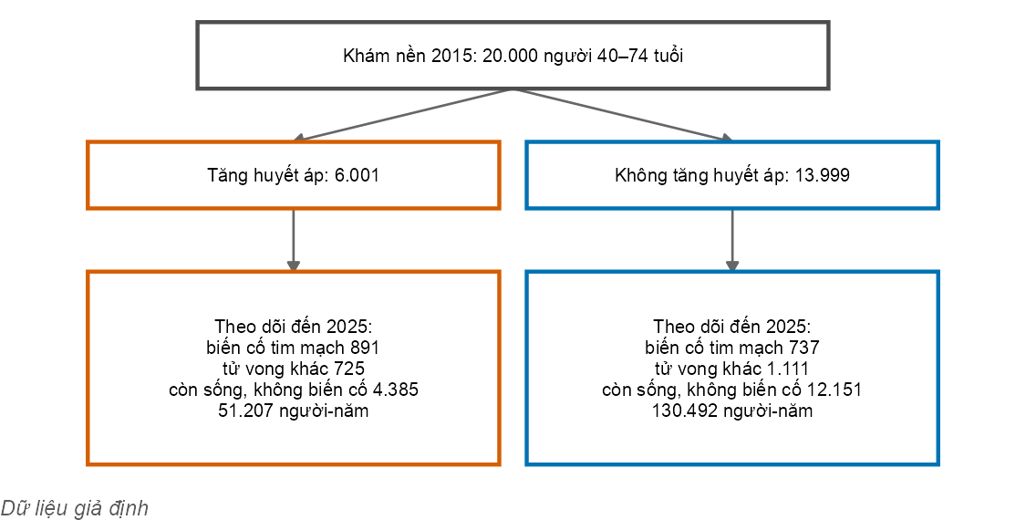 Lưu đồ ba tầng. Tầng trên là toàn bộ đoàn hệ lúc khám nền; tầng giữa chia theo tăng huyết áp; tầng dưới ghi số biến cố tim mạch, tử vong khác, số người còn sống không biến cố và người-năm của mỗi nhóm.